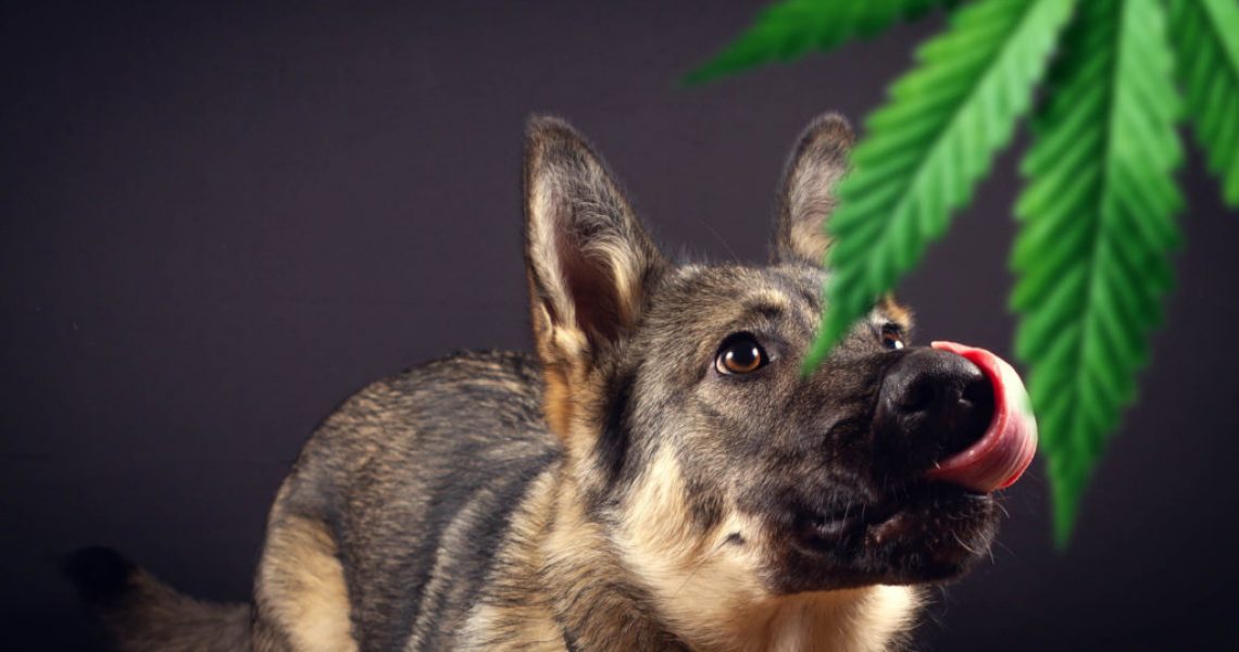 cannabis-and-dogs-1024x624